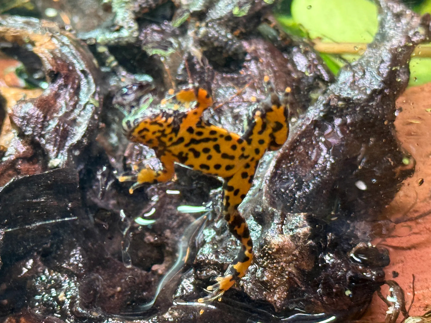 Fire-Bellied Toad Baby (Bombina orientalis)