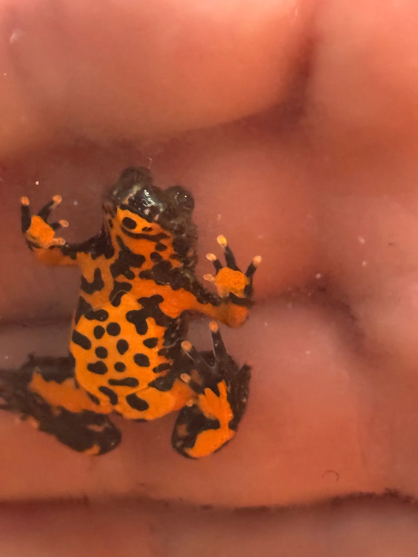 Fire-Bellied Toad Juvenile (Bombina orientalis)