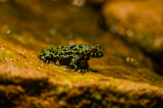 Fire-Bellied Toad Care: The Complete Beginner's Guide