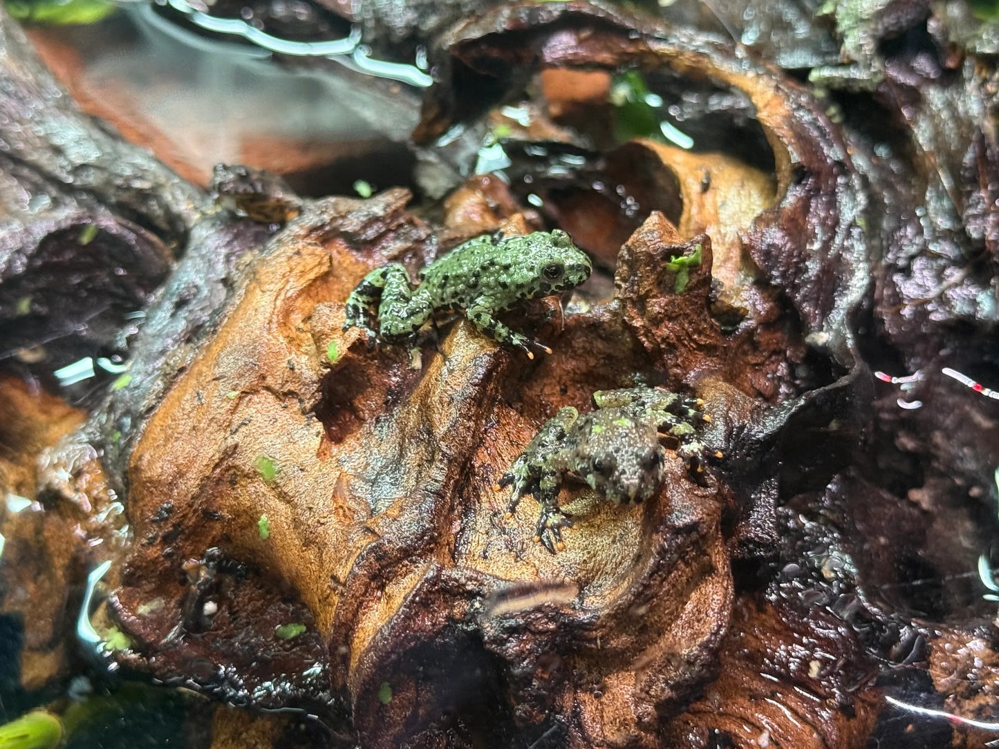 Fire-Bellied Toad Juvenile (Bombina orientalis)