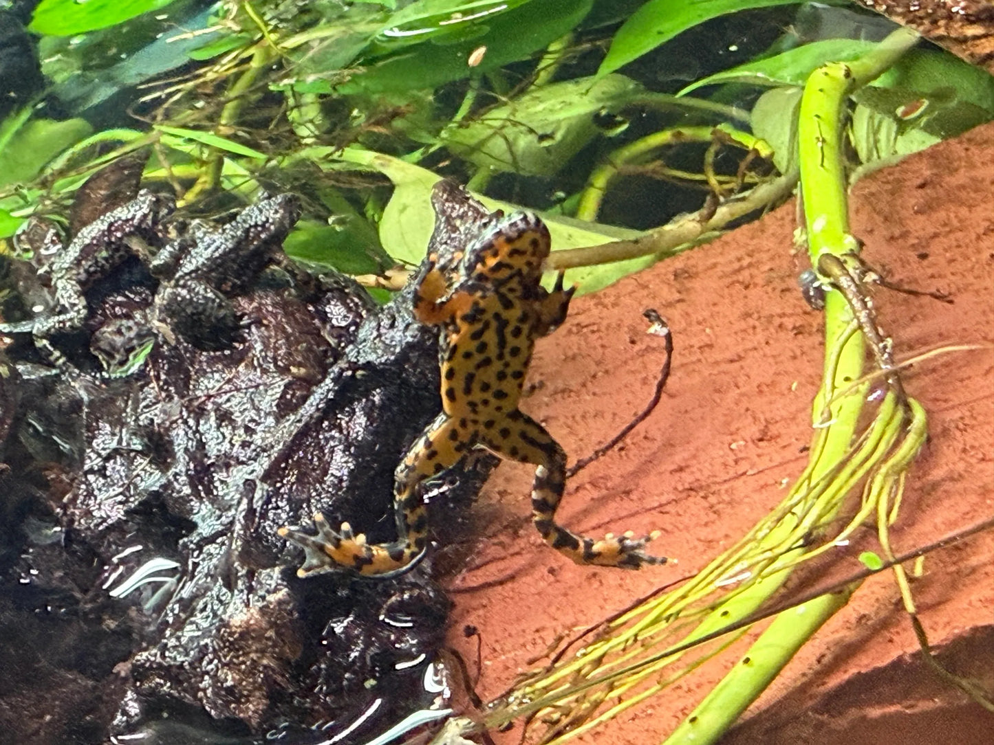 Fire-Bellied Toad Juvenile (Bombina orientalis)
