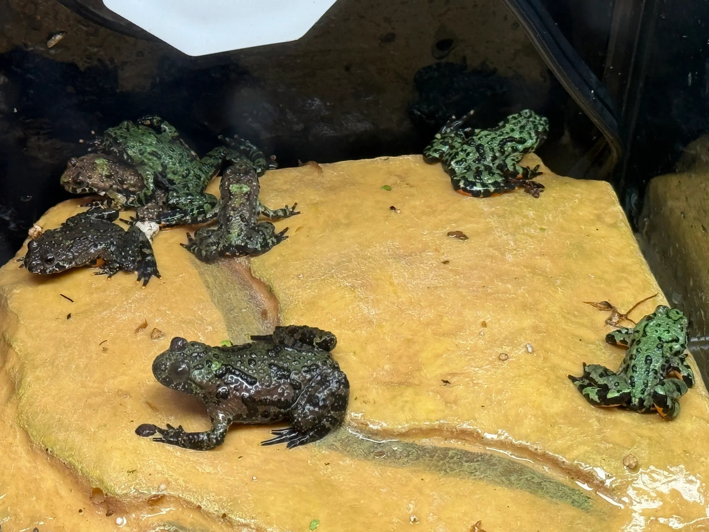 Fire-Bellied Toad Juvenile (Bombina orientalis)