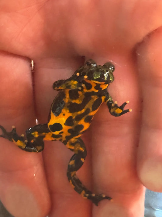 Fire-Bellied Toad Juvenile (Bombina orientalis)